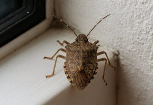 punaise marron maison
