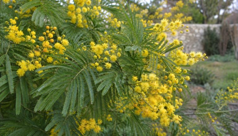 Fleurs de mimosa sous la lumière naturelle