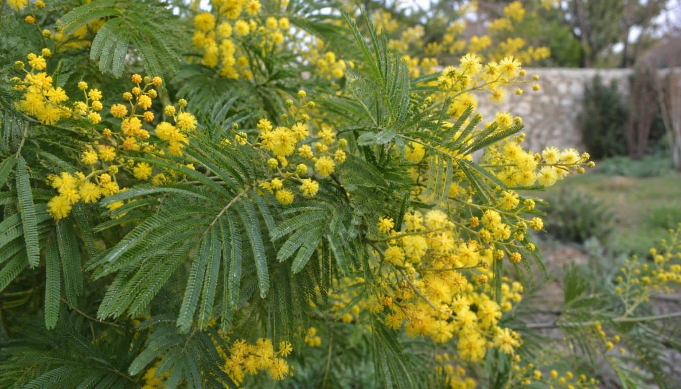 Fleurs de mimosa sous la lumière naturelle