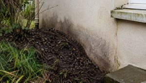 Mur humide au bord d’un jardin sauvage