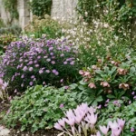 Massif de jardin où hellébores, géraniums vivaces, gauras, asters et colchiques se relaient